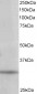 Goat Anti-PITPN / PITP alpha Antibody